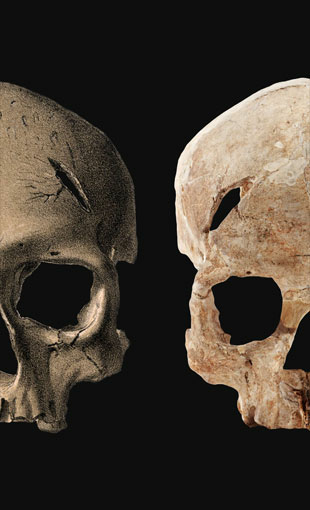 Crâne découvert en 1868 lors des fouilles de l'abri Cro-Magnon